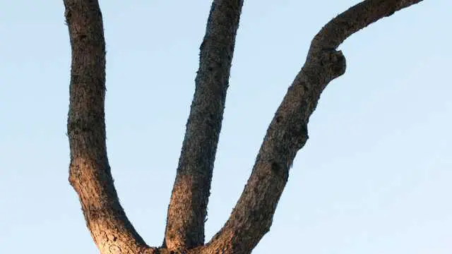 A tree branch being cut in a dream