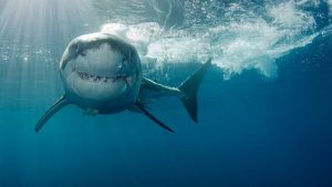 Biblical meaning of sharks attacking you in a dream
