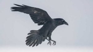 What does it mean to see a raven in your dream?