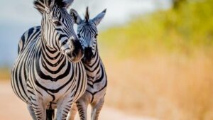 Dreaming of a zebra | 14 Zebra dreams