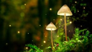 Dreaming of fireflies | 13 Firefly dreams