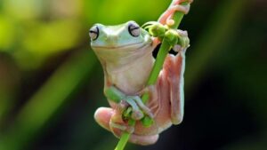 12 Biblical Meaning of Dreaming of a Frog