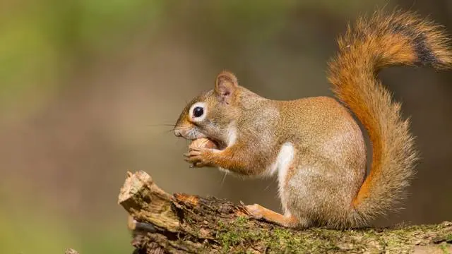 11 Biblical Meaning of Dreaming of a Squirrel
