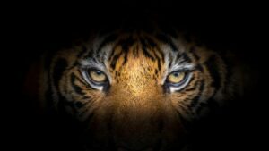 11 Biblical Meaning of Dreaming of a Tiger