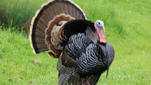 10 Biblical Meaning of Dreaming of a Turkey