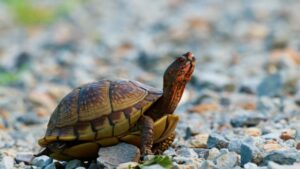 10 Biblical Meaning of Dreaming of a Turtle