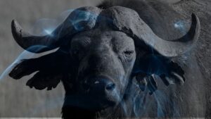 11 Biblical Meaning of Dreaming of a Buffalo