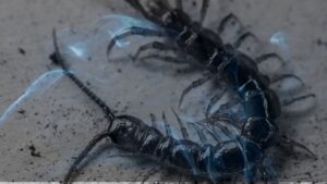 11 Dreams about Centipedes | Dreaming of a Centipede