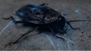 11 Biblical Meaning of Dreaming of Cockroaches