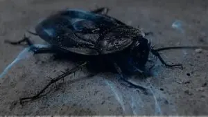 Dreaming of a Cockroach