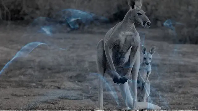 11 Biblical Meaning of Dreaming of a Kangaroo