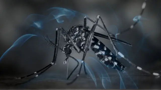 Dreaming of a Mosquito