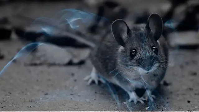 13 Biblical Meaning of Dreaming of a Rat