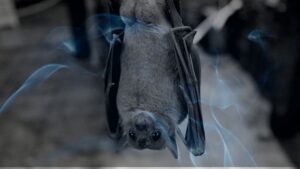 11 dreams about bats | Dreaming of a bat