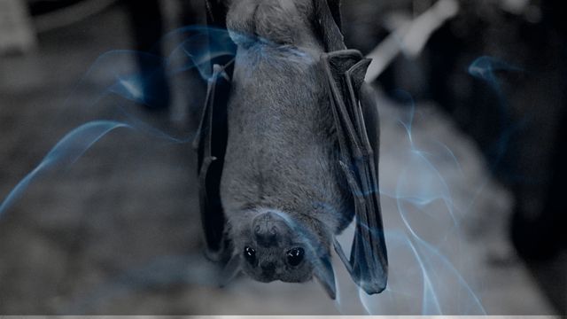 Dreaming of a bat