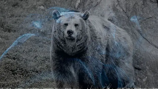 11 Biblical Meaning of Dreaming of a Bear