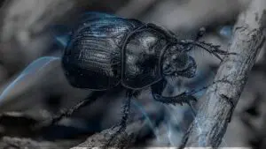 12 Biblical Meaning of Dreaming of a Beetle
