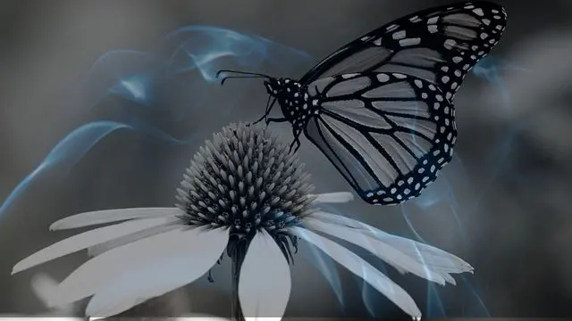22 Biblical Meaning of Dreaming of a Butterfly
