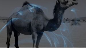 12 Dreams about Camels | Dreaming of a Camel