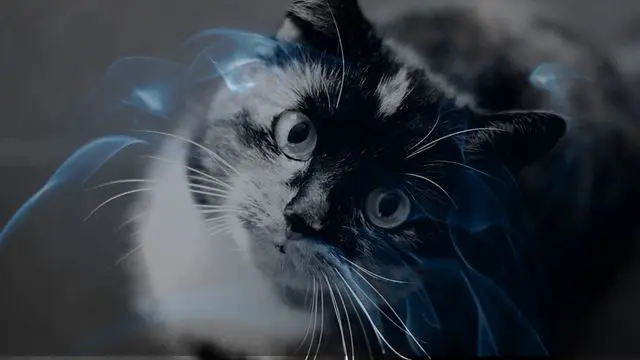 11 Biblical Meaning of Dreaming of a Cat