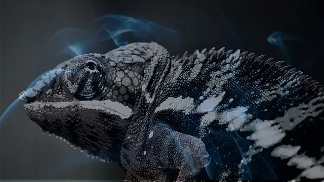 11 Biblical Meaning of Dreaming of a Chameleon