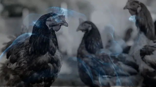 12 Biblical Meaning of Dreaming of a Chicken