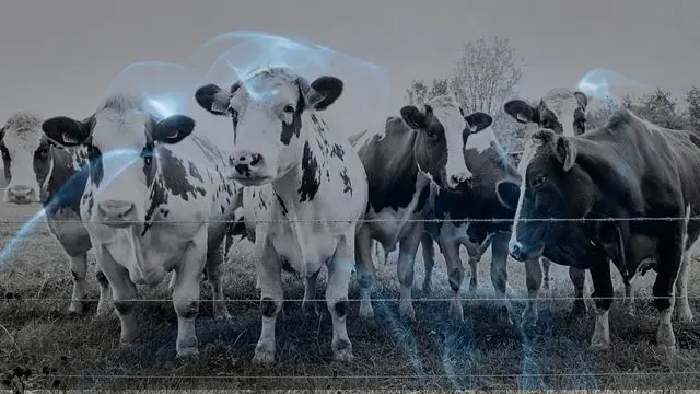 11 Biblical Meaning of Dreaming of a Cow
