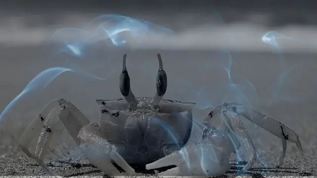 10 Biblical meaning of a crab in a dream