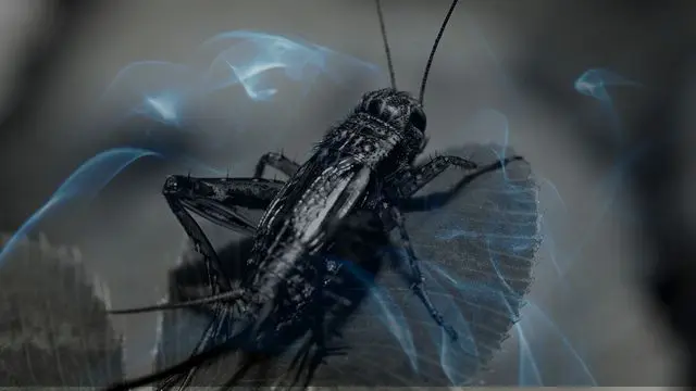 10 Biblical Meaning of Dreaming of a Cricket