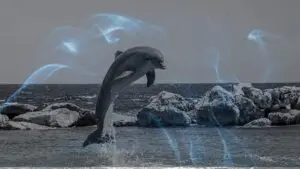 Dreaming of a Dolphin
