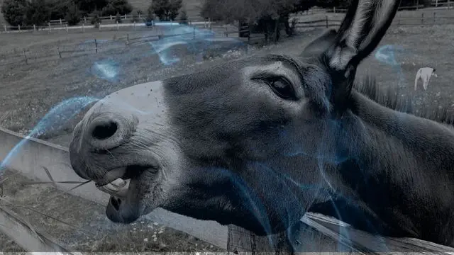 11 Biblical Meaning of Dreaming of a Donkey