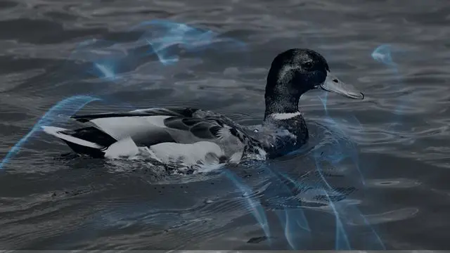 12 Biblical Meaning of Dreaming of a Duck