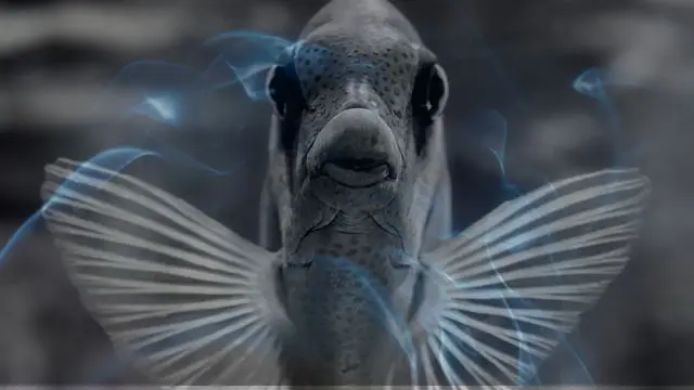 10 Biblical Meaning of Dreaming of a Fish