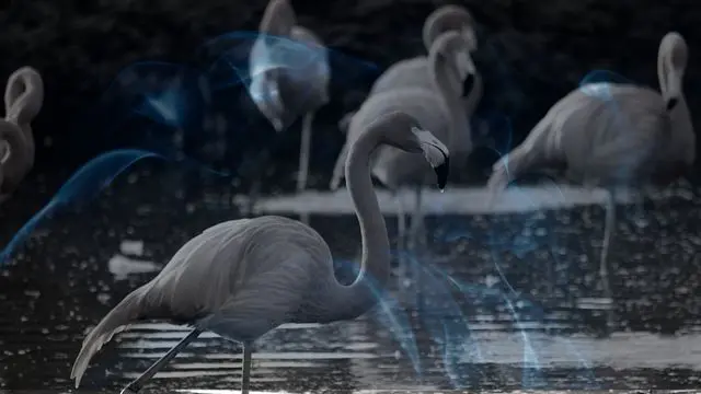 10 Biblical Meaning of Dreaming of a Flamingo