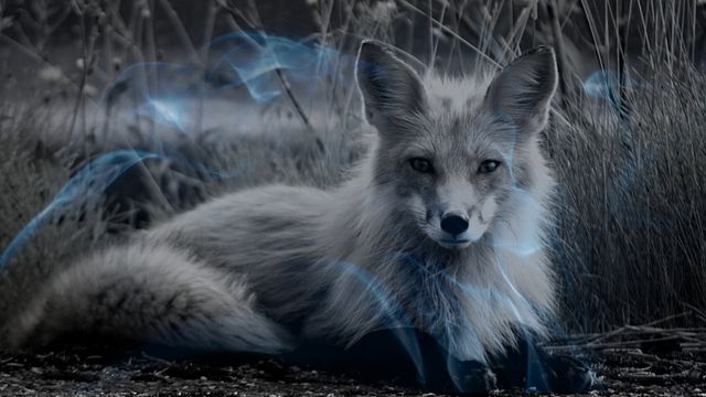 Biblical Meaning of Dreaming of a Fox 