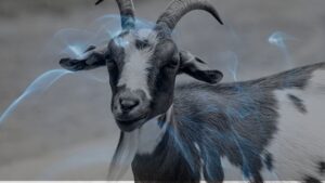 10 Dreams about Goats | Dreaming of a Goat