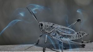 Dreaming of a Grasshopper