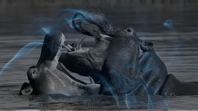 14 Biblical Meaning of Dreaming of a Hippo