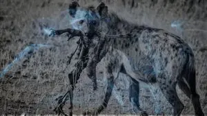 16 Biblical Meaning of Dreaming of a Hyena
