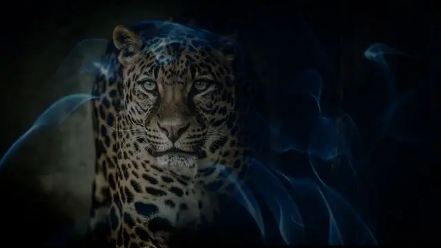 15 Biblical Meaning of Dreaming of a Leopard