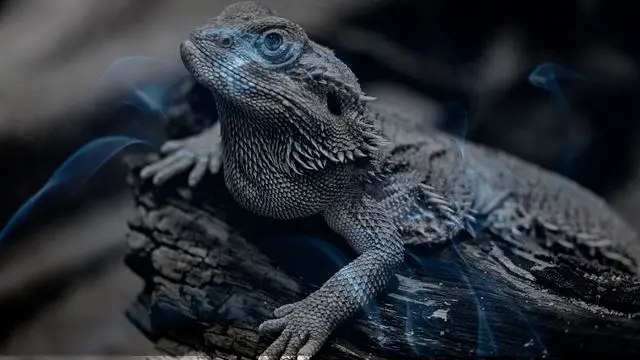 12 Biblical Meaning of Dreaming of a Lizard