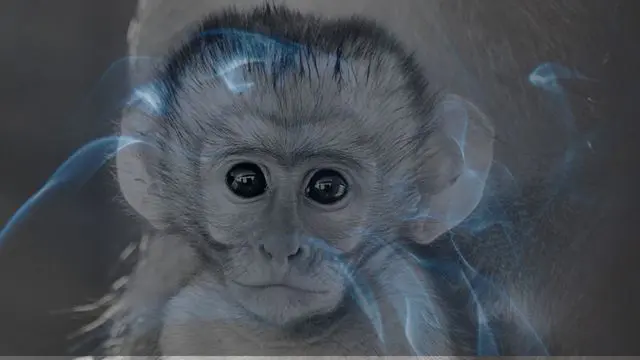 14 Biblical Meaning of Dreaming of a Monkey