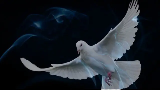 16 Biblical Meaning of Dreaming of a Pigeon