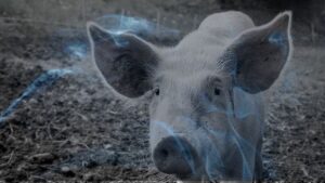11 Biblical Meaning of Dreaming of a Pig