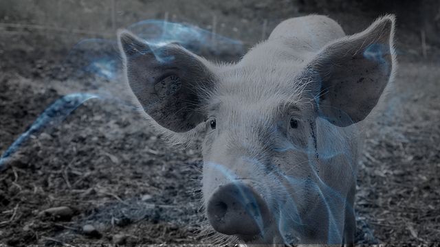 Biblical Meaning of Dreaming of a Pig