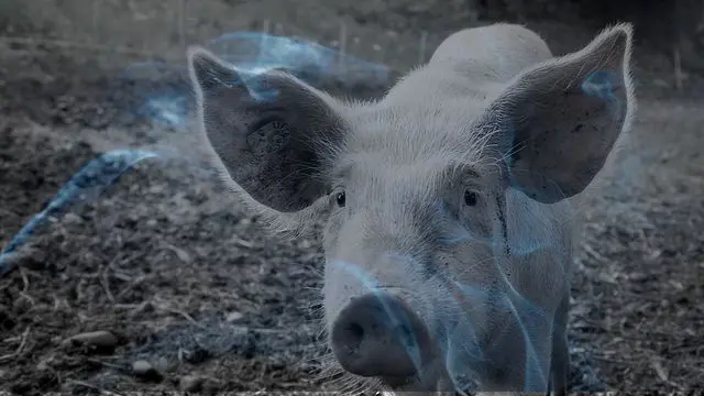 11 Biblical Meaning of Dreaming of a Pig