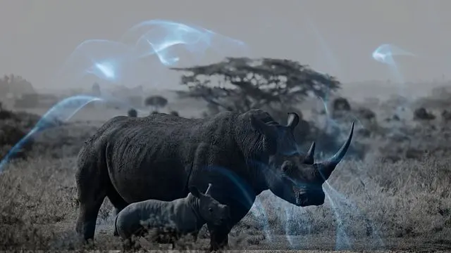 22 Biblical Meaning of Dreaming of a Rhino