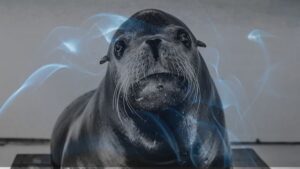 8 Dreams about sea lions| Dreaming of a sea lion