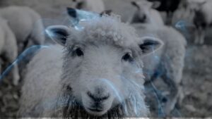 12 Dreams about Sheep | Dreaming of a sheep