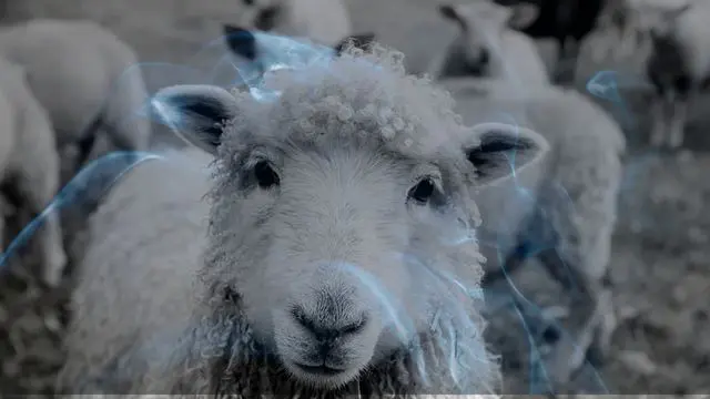 16 Biblical Meaning of Dreaming of a Sheep
